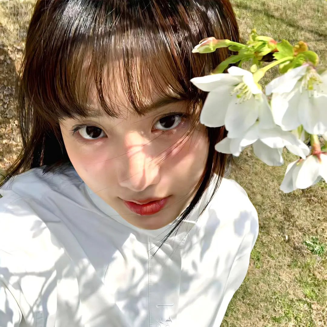 月季花开